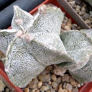 astrophytum hakuun monstrosa