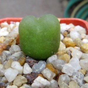 conophytum maughanii