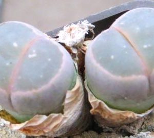 lithops olivacea c 109