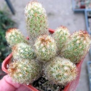 mammillaria elongata