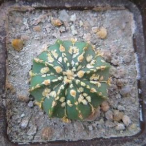 astrophytum super kabuto gold
