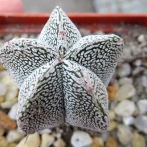astrophytum onzuka v type