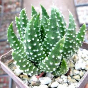haworthia pumila