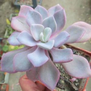 graptoveria debbie