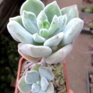 echeveria pulvinata frosty