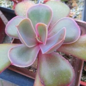 echeveria hybrid