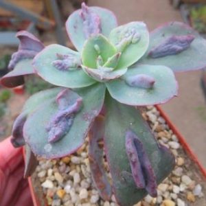 echeveria baron bold