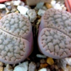 1616.34 MG lithops hookeri dabneri C 301