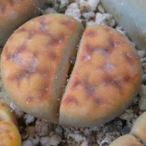 58 lithops karasmontana summitatum