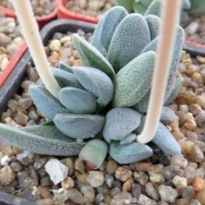 crassula  tecta  ЮАР