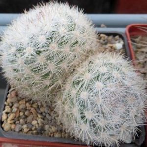mammillaria candida