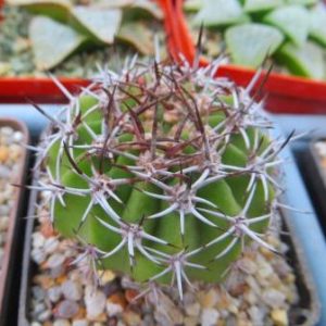 acanthocalycium peitscherianum