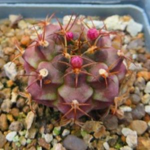 gymnocalycium damsii rotundulum