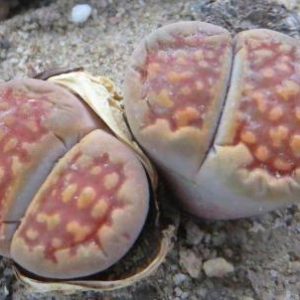 1608.7 MG lithops hallii ochracea