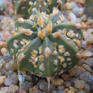 astrophytum super kabuto gold