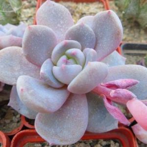 echeveria hybrid