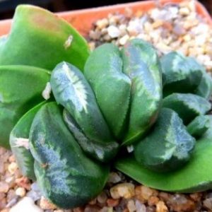 haworthia japanese hybrids