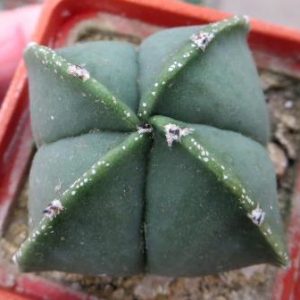 astrophytum myriostigma quadricostatum  nuda