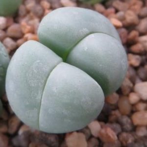 gibbaeum hethii