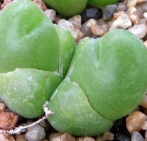 gibbaeum pilosulum волосатое тельце