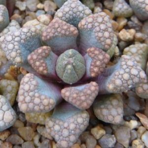 titanopsis hugo-schlechteri