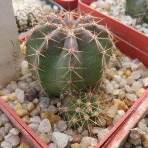 echinopsis subinermis