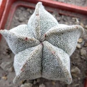 astrophytum myriostigma