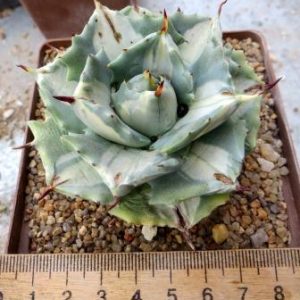 agave isthmensis variegated
