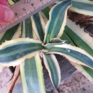 agave qwadricolor