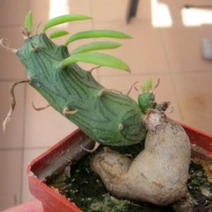 senecio saginata