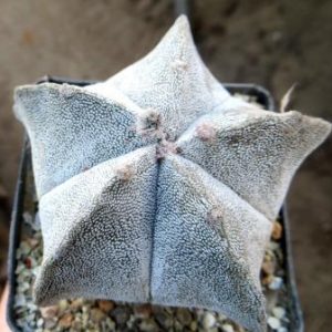 astrophytum myriostigma