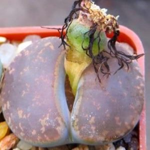 lithops lesliei classic
