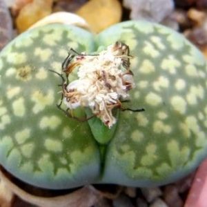 lithops salicola malachite