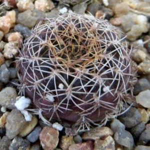 IB 9918 sulcorebutia candiae v. kamiensis HS 189