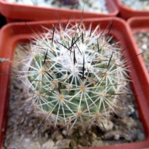 turbinicarpus knuthianus розовый цветок