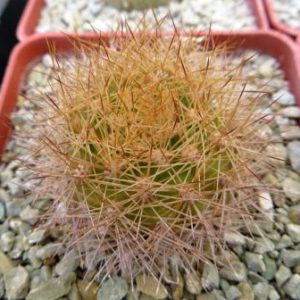 971.8 matucana weberbaueri