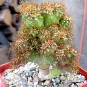 cereus peruvianus f. monstrosa gold