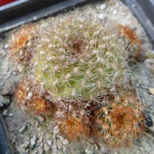 sulcorebutia menesesii