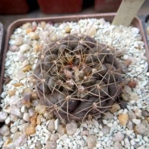 gymnocalycium gaponii