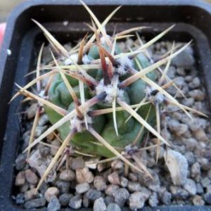 337 gymnocalycium monvillei v. steineri