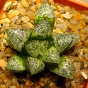 haworthia hybrid