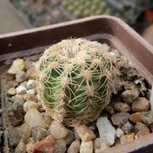 Gymnocalycium bruchii v. matznerii VG488