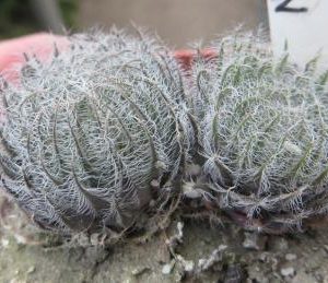 haworthia capillaris skietfoinein