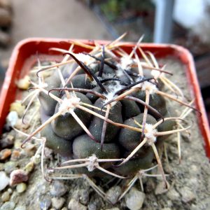 gymnocalycium schickendantzii v delaetii
