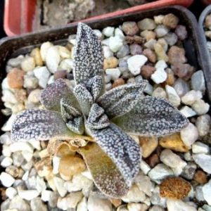 nananthus margaritiferus