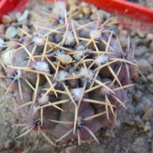 gymnocalycium genseri