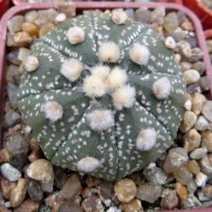 astrophytum ooibo x astrophytum hanazono