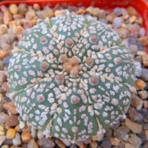 astrophytum super kabuto gold