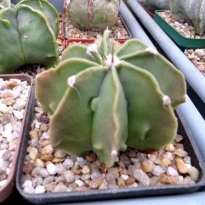 astrophytum myriostigma fukuryu multicostata  hybrid  куб 7 см