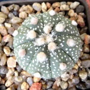 astrophytum ooibo